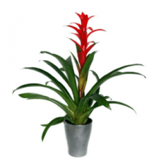 Bromeliad