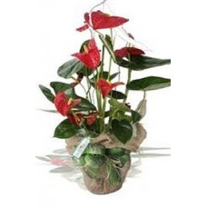 Anthurium plant