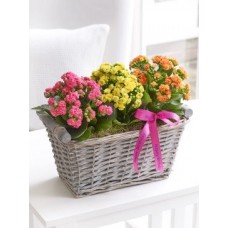 Basket Kalanchoe