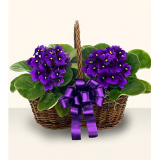 Violet Basket